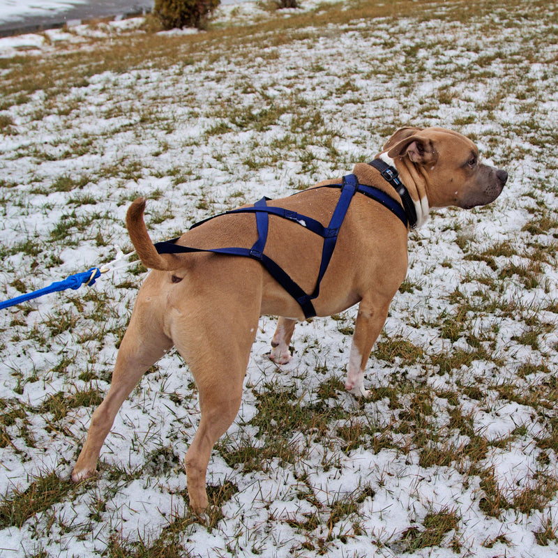 Dog Harness  Tru-Fit Smart Dog Pulling Harness