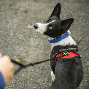 Nahak Padded Dog Collar