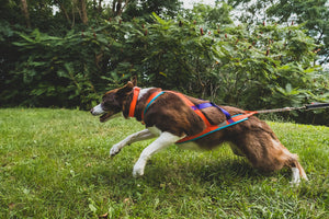 Nahak Dog Pulling Harness